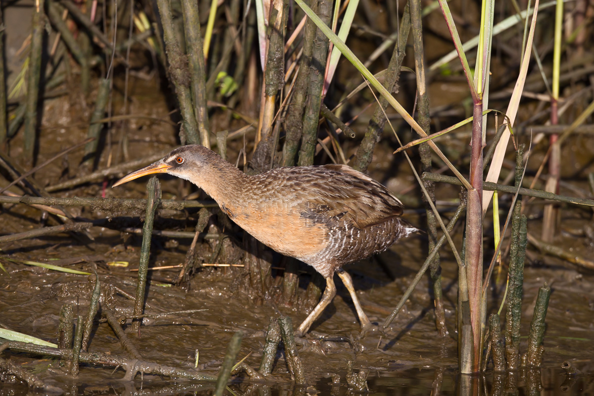 Clapper Rail (Rallus longirostris)