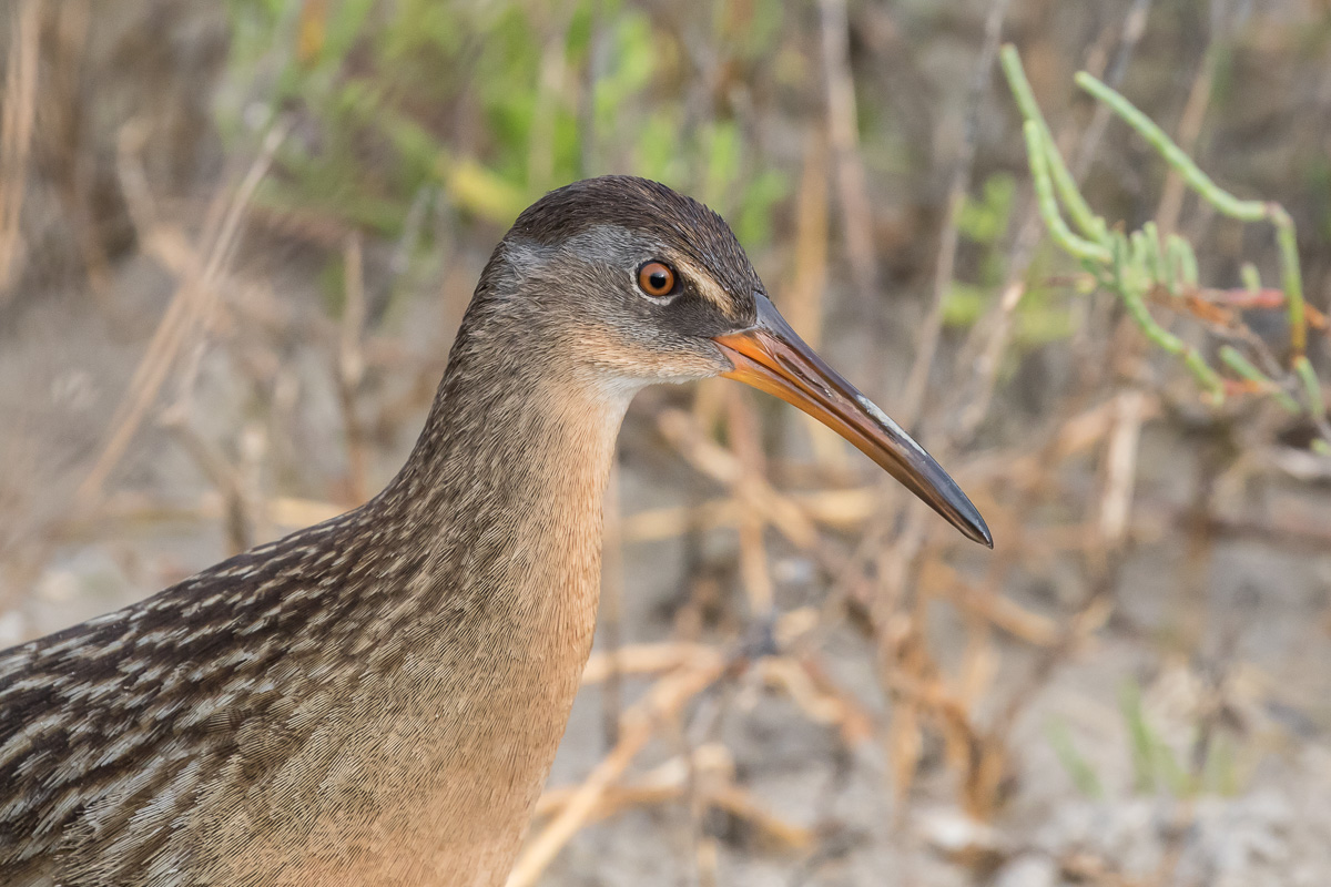 Clapper Rail (Rallus longirostris)