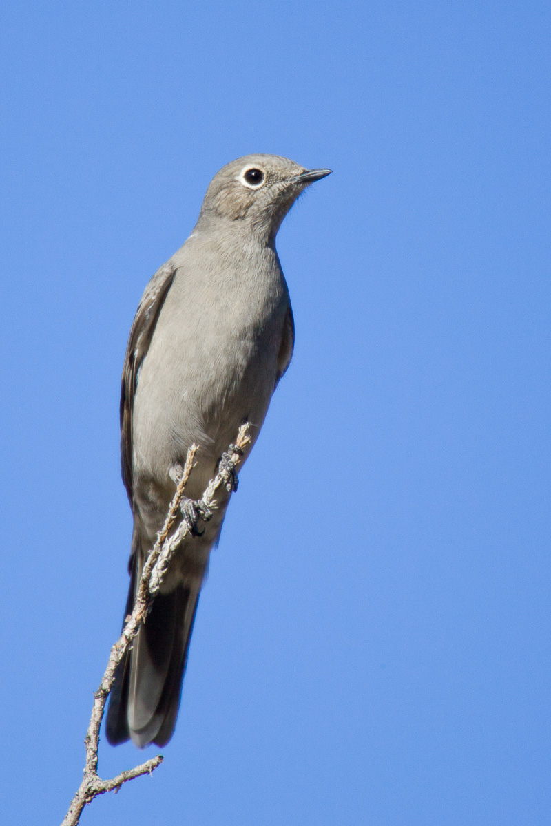 Townsend's Solitaire (Myadestes townsendi)