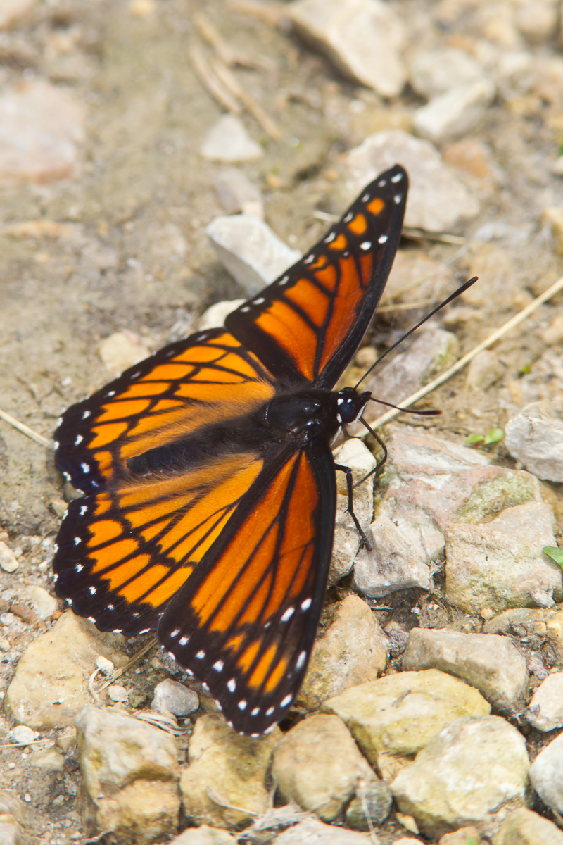 Viceroy (Limenitis archippus)