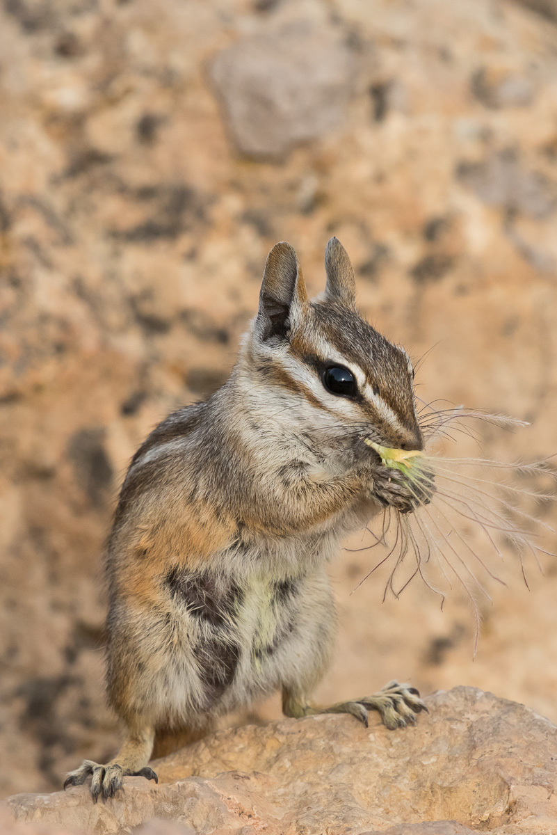 Cliff Chipmunk (Tamias dorsalis)