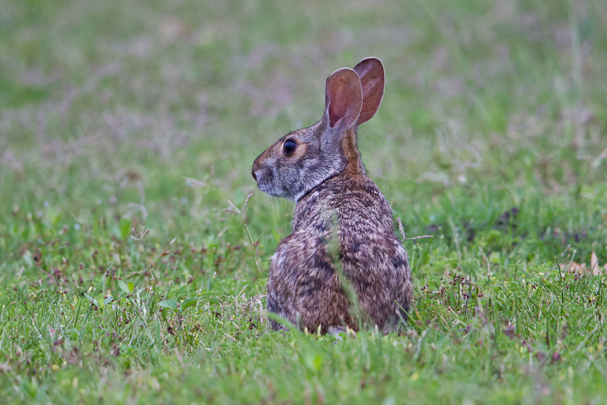 Swamp Rabbit Ga Swamp Rabbit (Sylvilagus aquaticus)