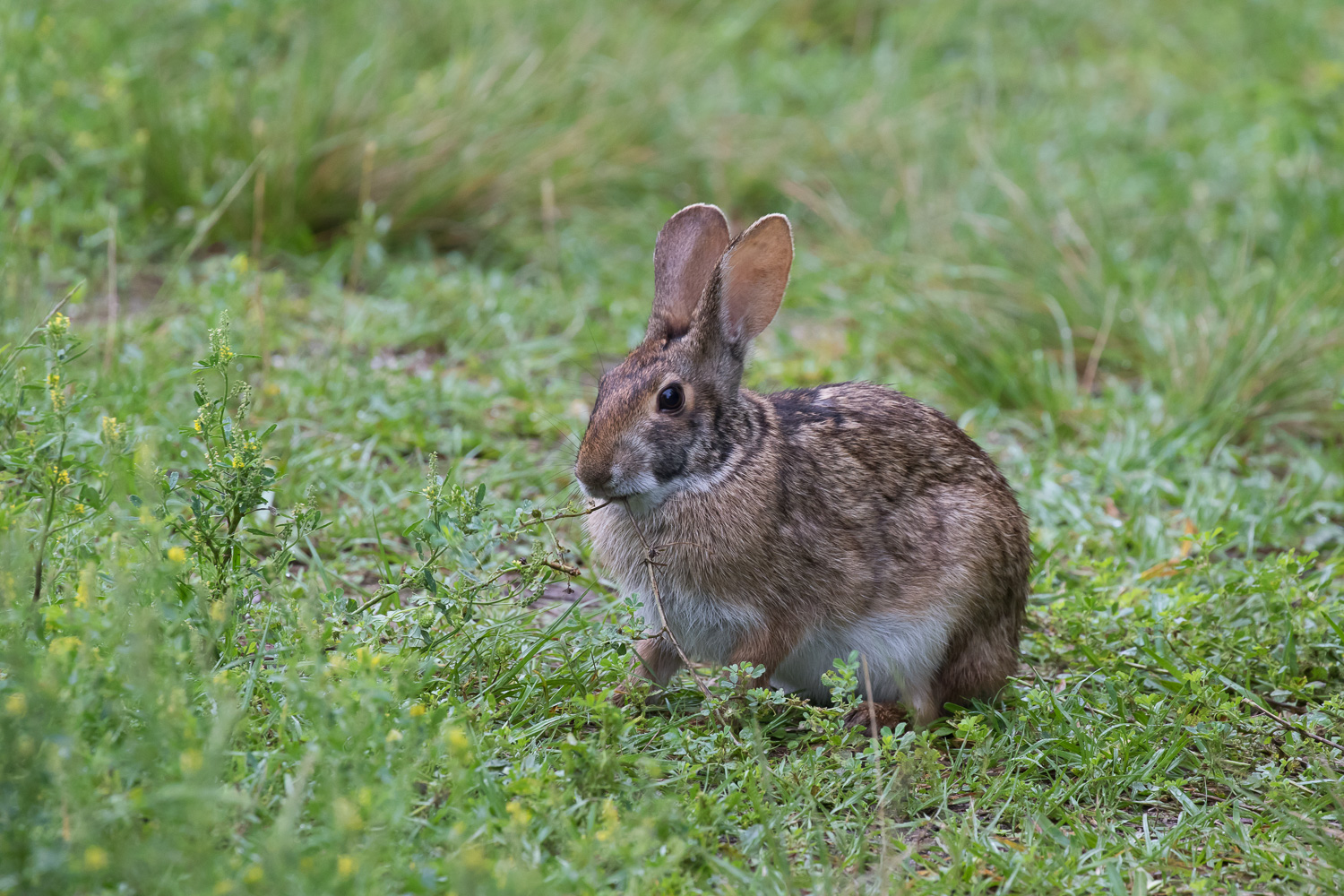Swamp Rabbits Rabbit King What Color Is A Swamp Rabbit? _ Rabbits in Texas (3 Species Plus One ...