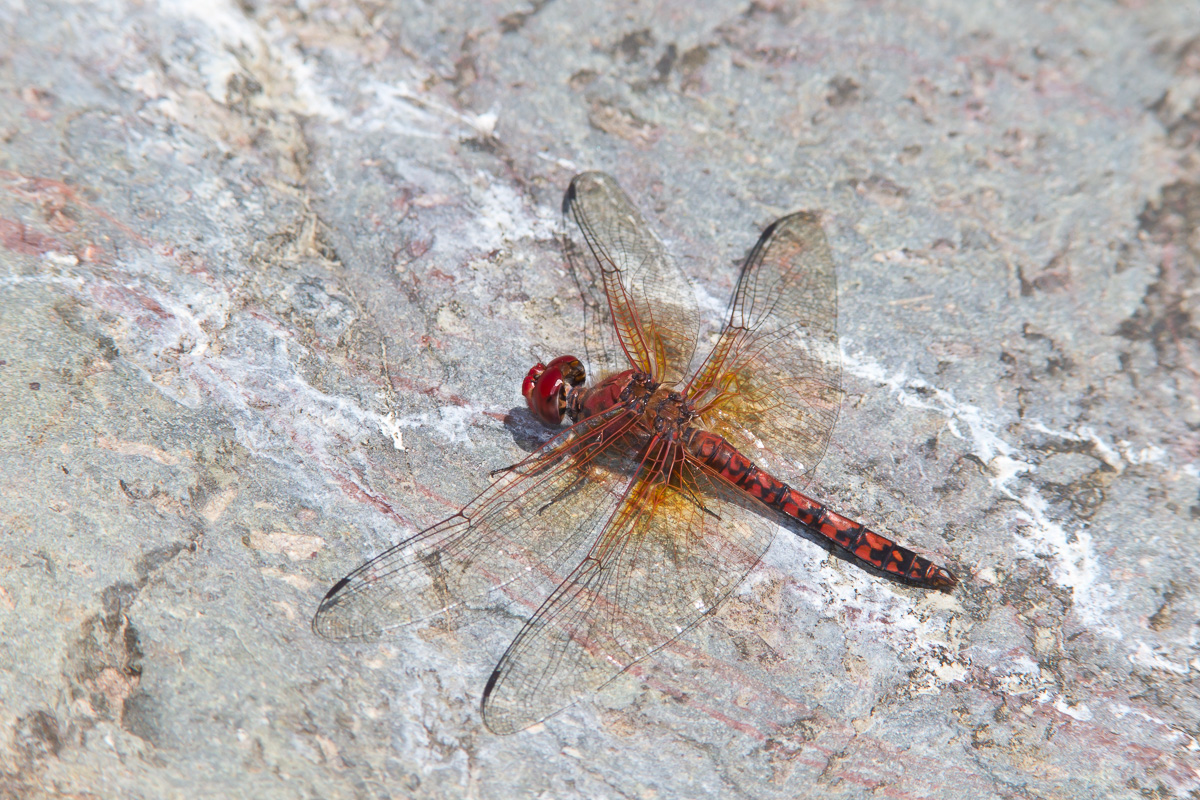 Red Rockskipper Red Rock Skimmer (Paltothemis lineatipes)