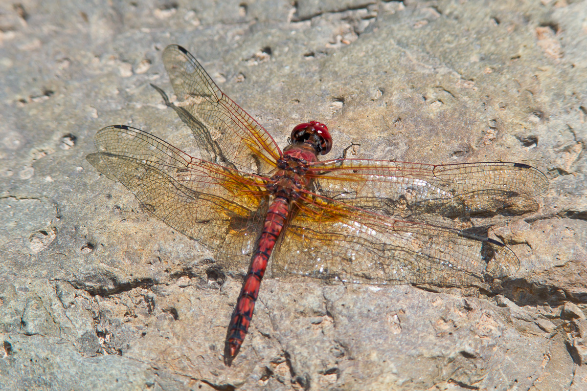 Red Rockskipper Red Rock Skimmer (Paltothemis lineatipes)