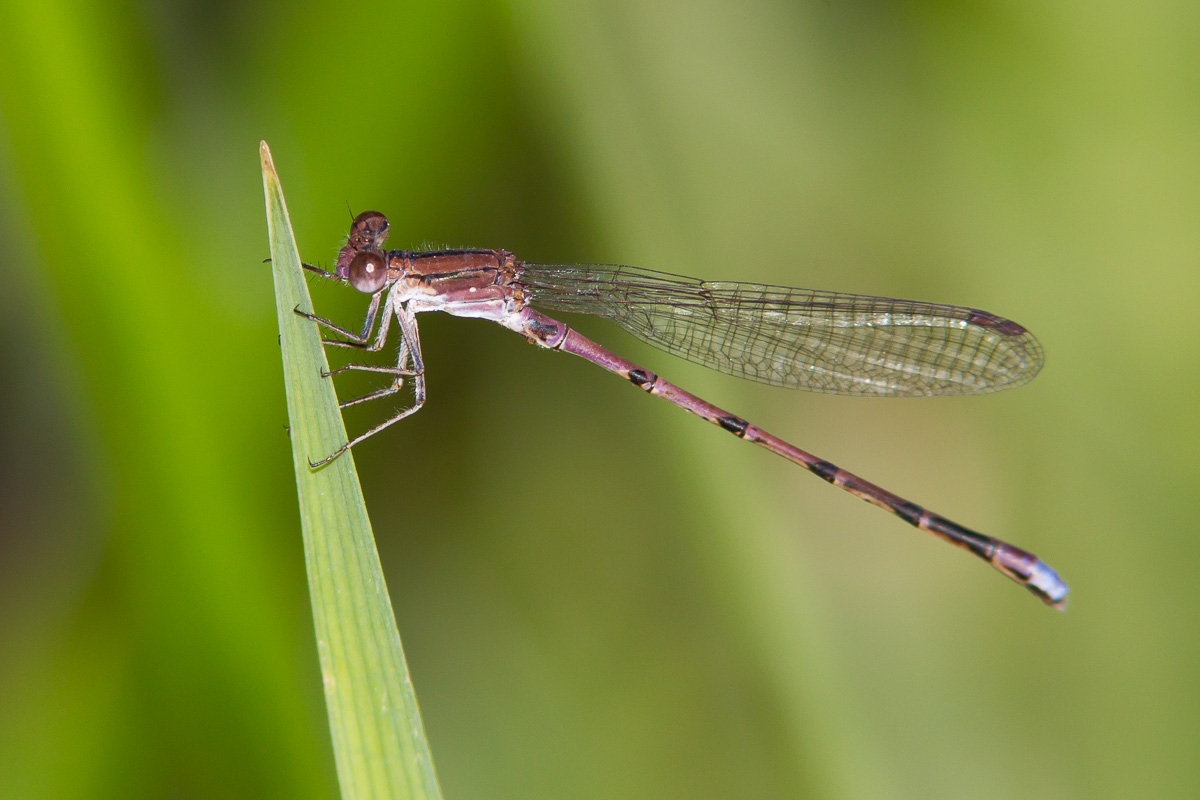 Variable Dancer Variable Dancer (Argia fumipennis)