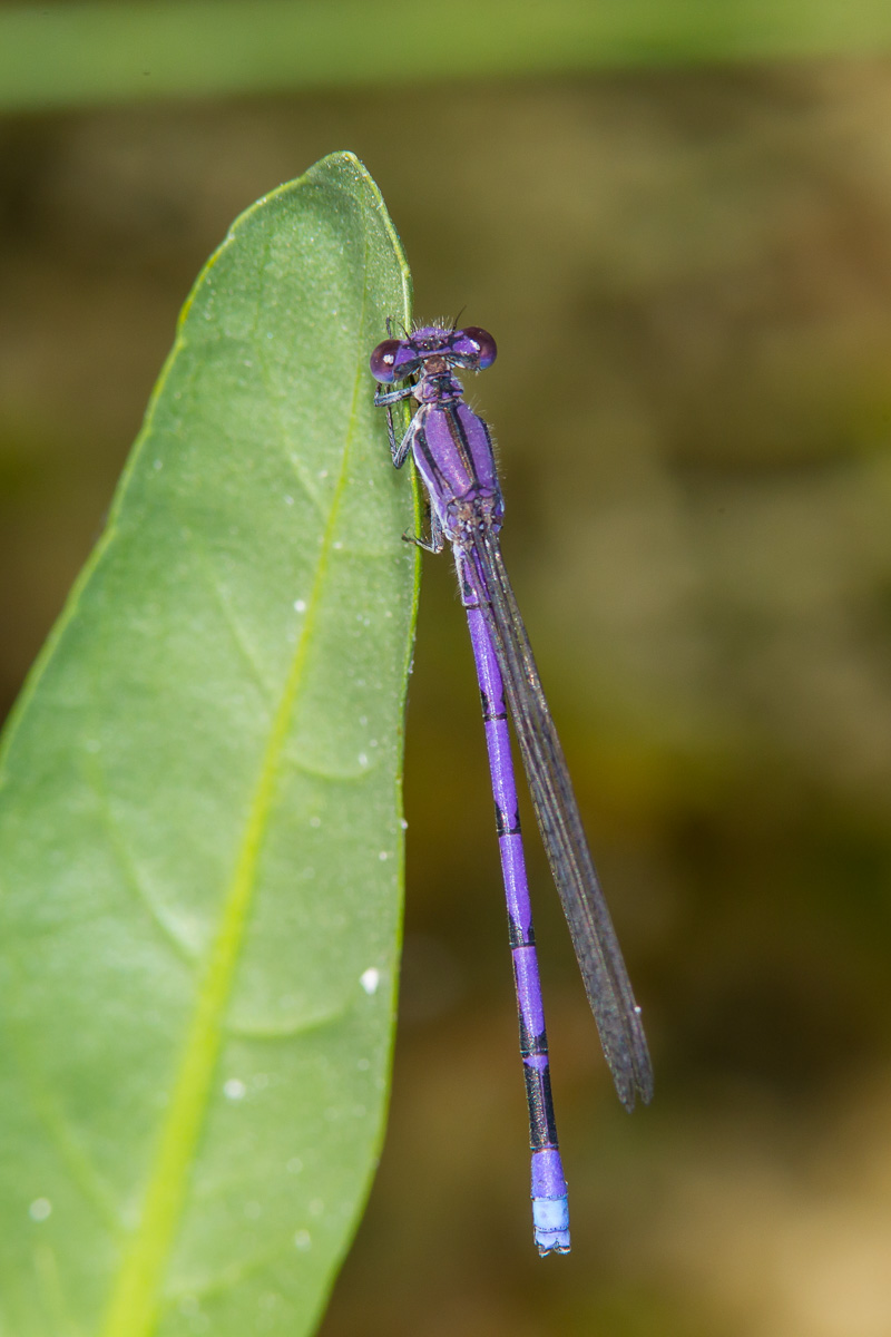 Variable Dancer Variable Dancer (Argia fumipennis)
