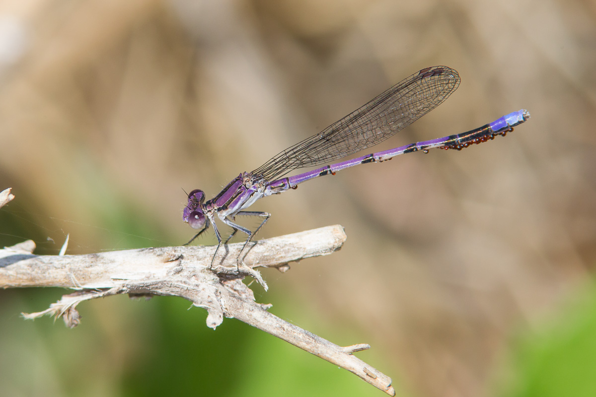 Variable Dancer Variable Dancer (Argia fumipennis)