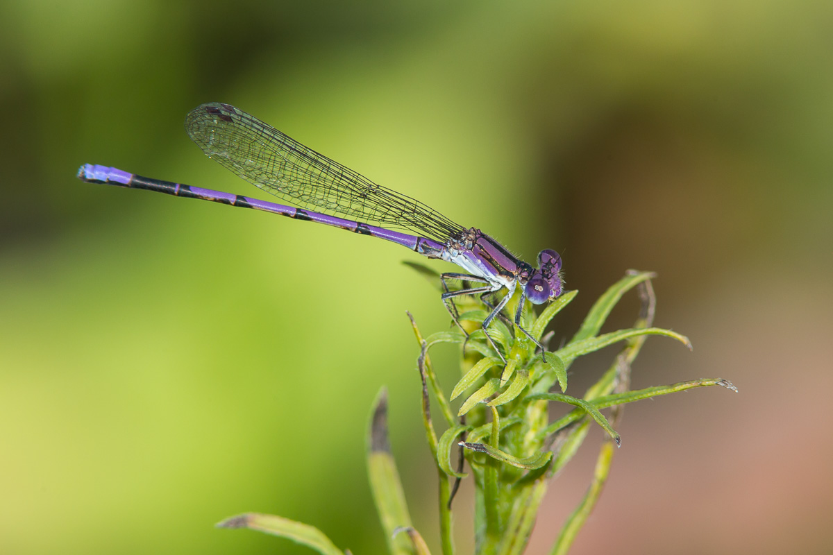 Variable Dancer Variable Dancer (Argia fumipennis)