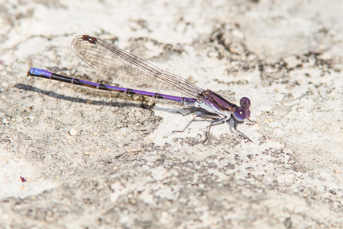 Variable Dancer Variable Dancer (Argia fumipennis)