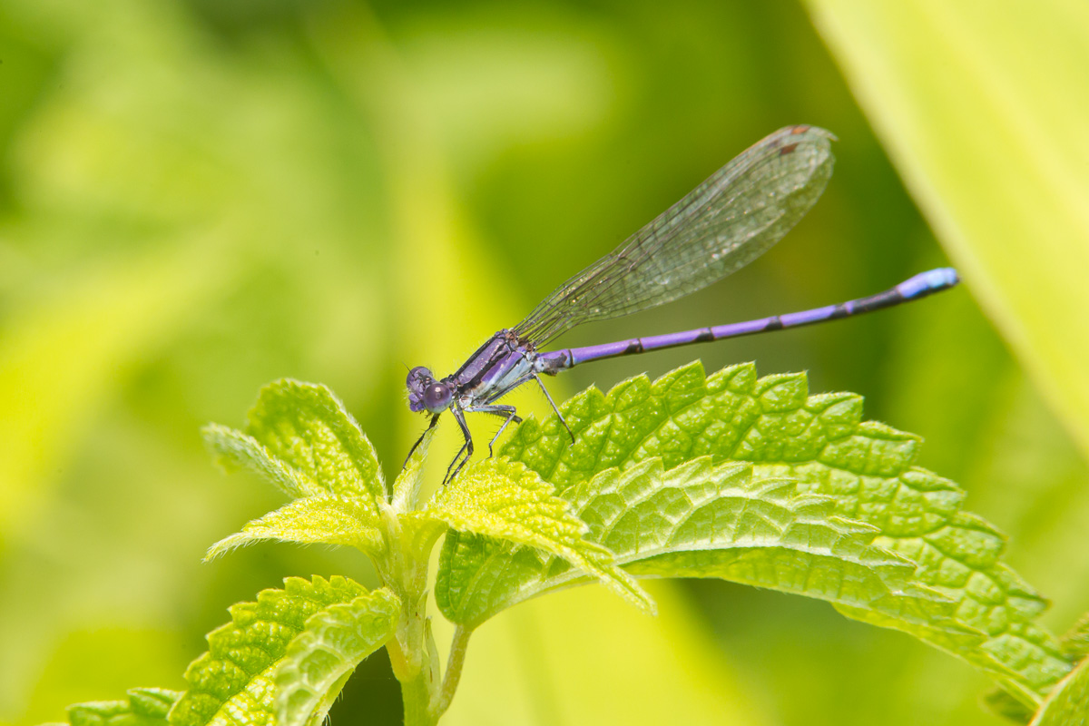 Variable Dancer Variable Dancer (Argia fumipennis)