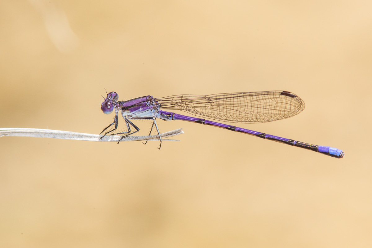 Variable Dancer Variable Dancer (Argia fumipennis)