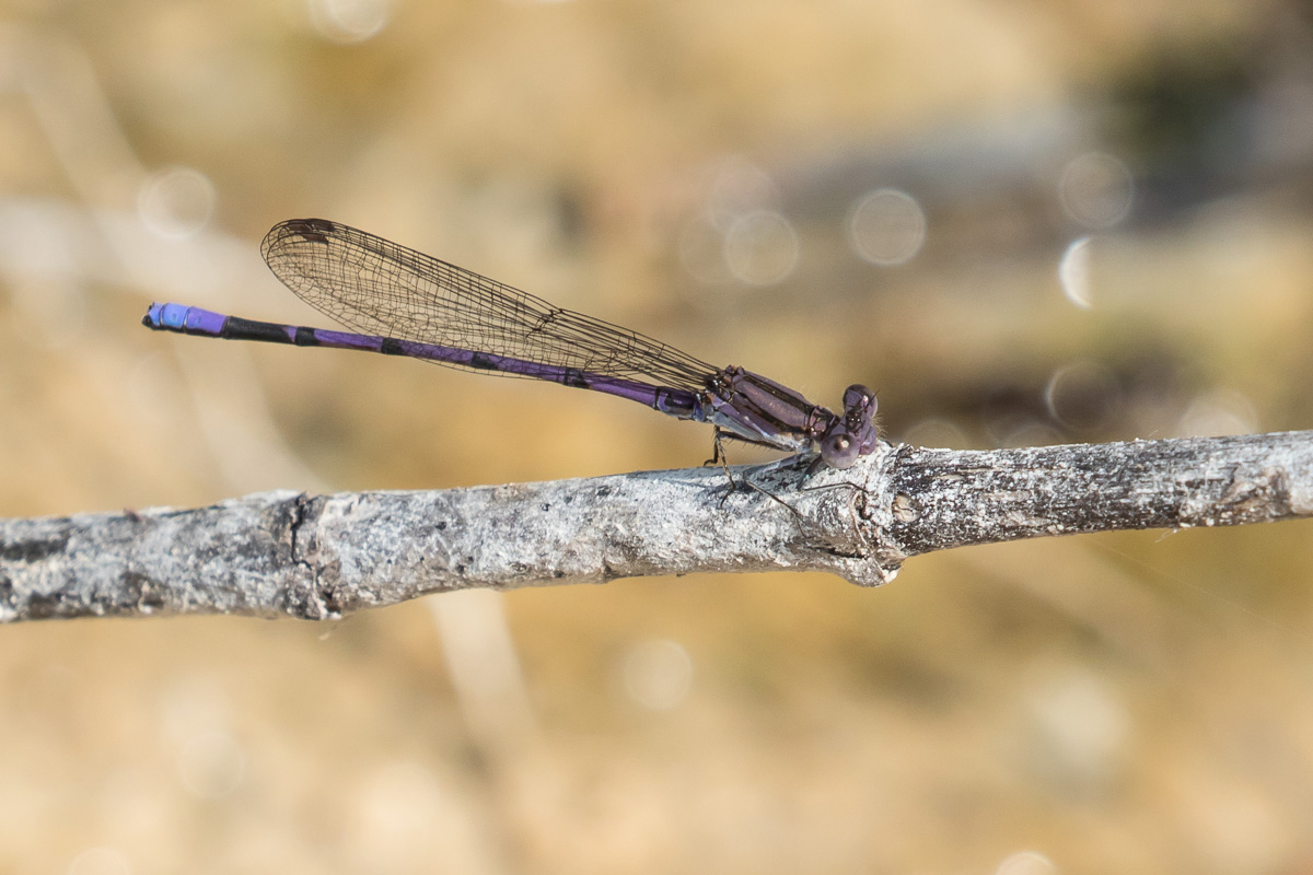Variable Dancer Variable Dancer (Argia fumipennis)