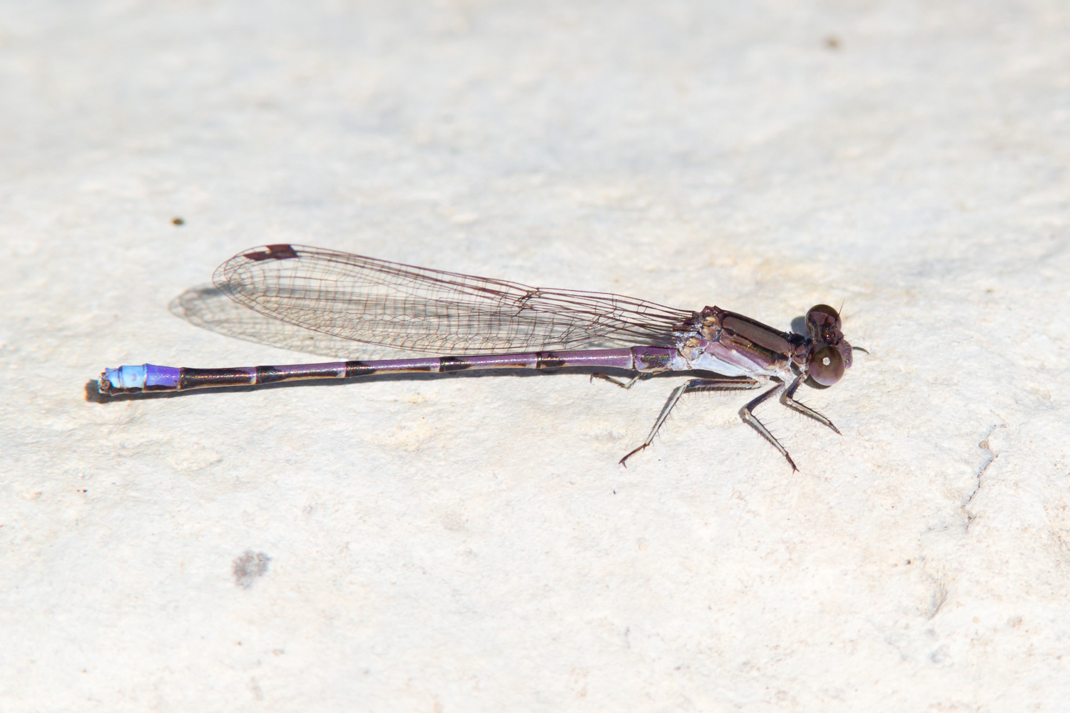 Variable Dancer Variable Dancer (Argia fumipennis)