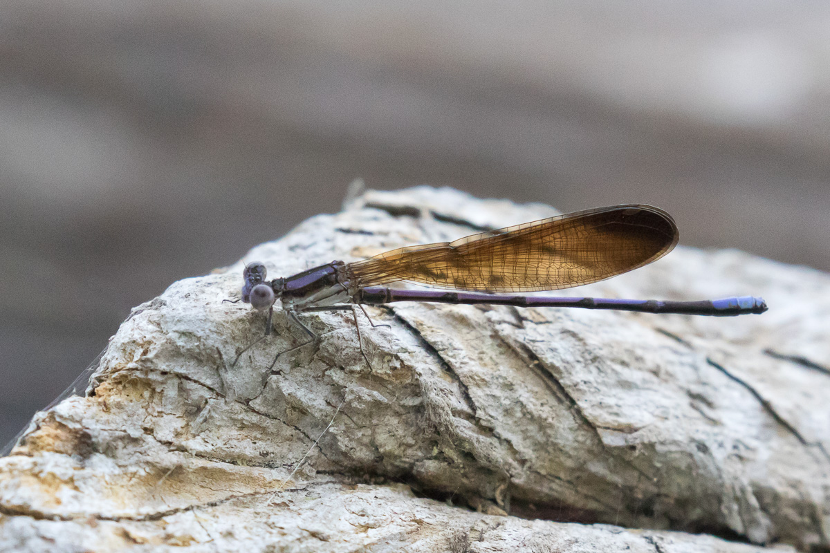 Variable Dancer Variable Dancer (Argia fumipennis)