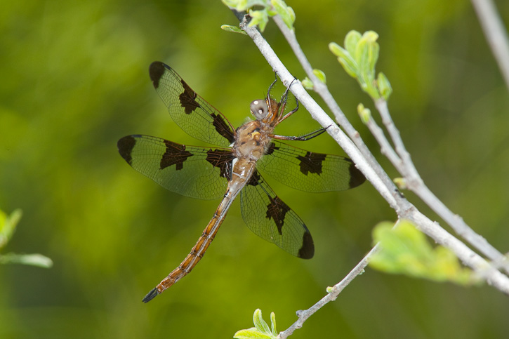 Prince Baskettail (Epitheca [Epicordulia] princeps)