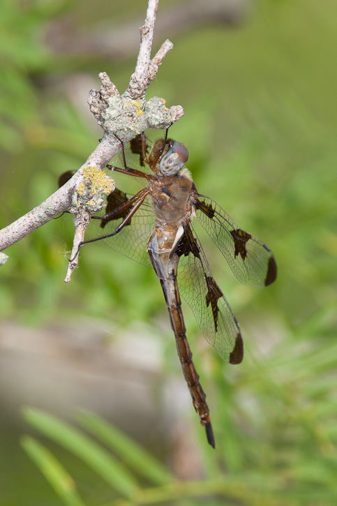 Prince Baskettail (Epitheca [Epicordulia] princeps)