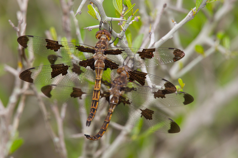 Prince Baskettail (Epitheca [Epicordulia] princeps)