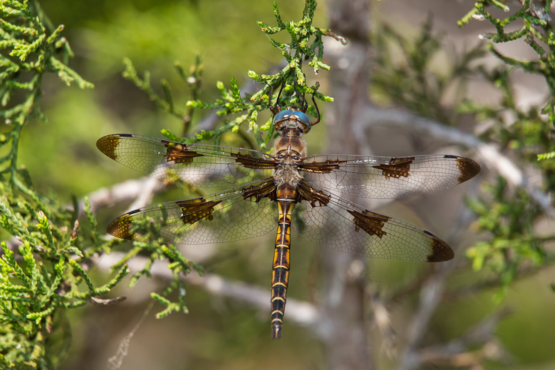 Prince Baskettail (Epitheca [Epicordulia] princeps)