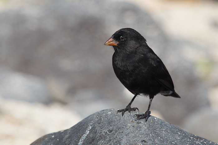 Small Ground Small Ground-Finch (Geospiza fuliginosa)