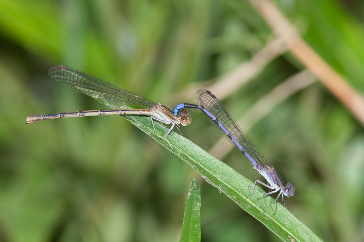 Variable Dancer Variable Dancer (Argia fumipennis)