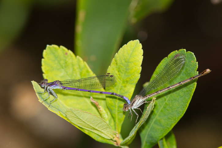 Variable Dancer Variable Dancer (Argia fumipennis)