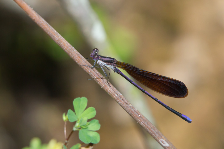 Variable Dancer Variable Dancer (Argia fumipennis)