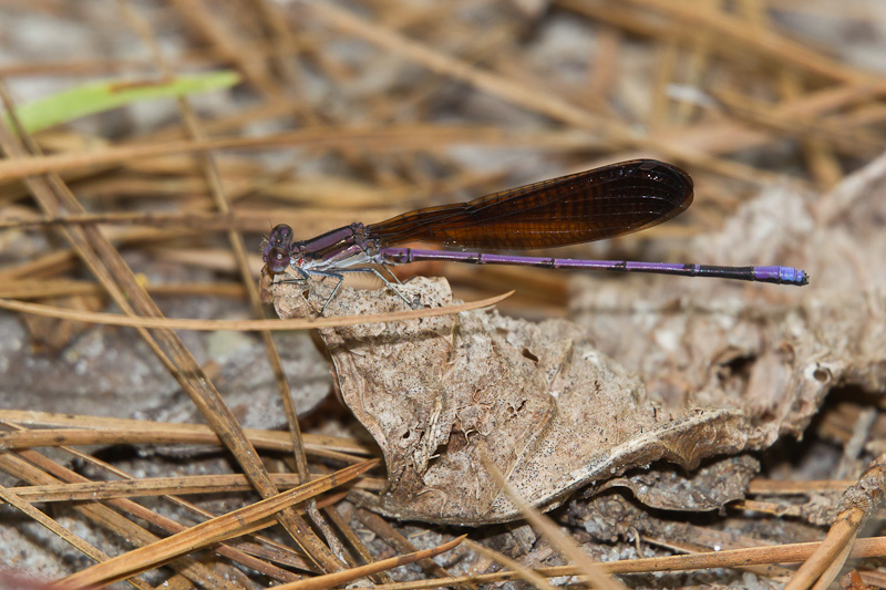 Variable Dancer Variable Dancer (Argia fumipennis)