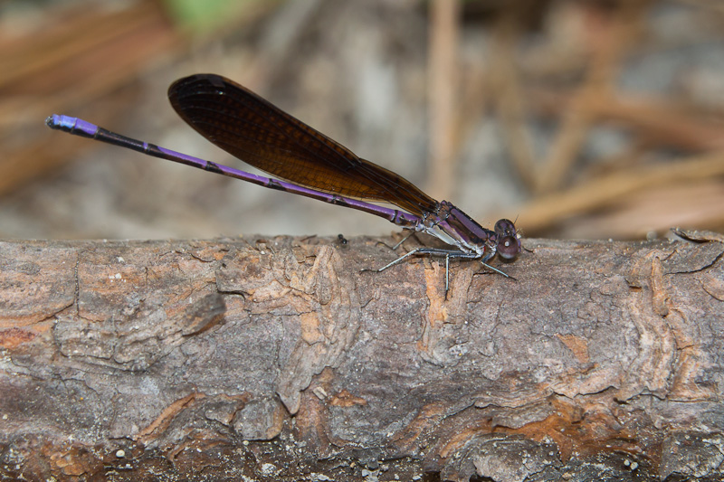 Variable Dancer Variable Dancer (Argia fumipennis)