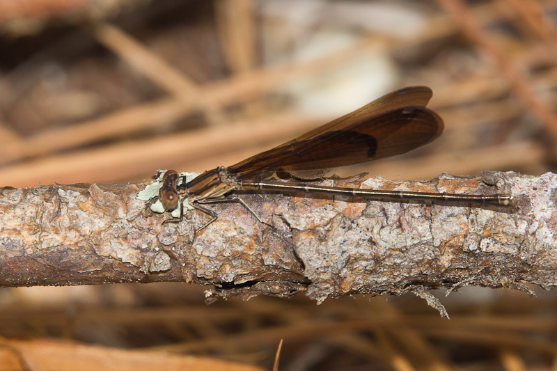 Variable Dancer Variable Dancer (Argia fumipennis)