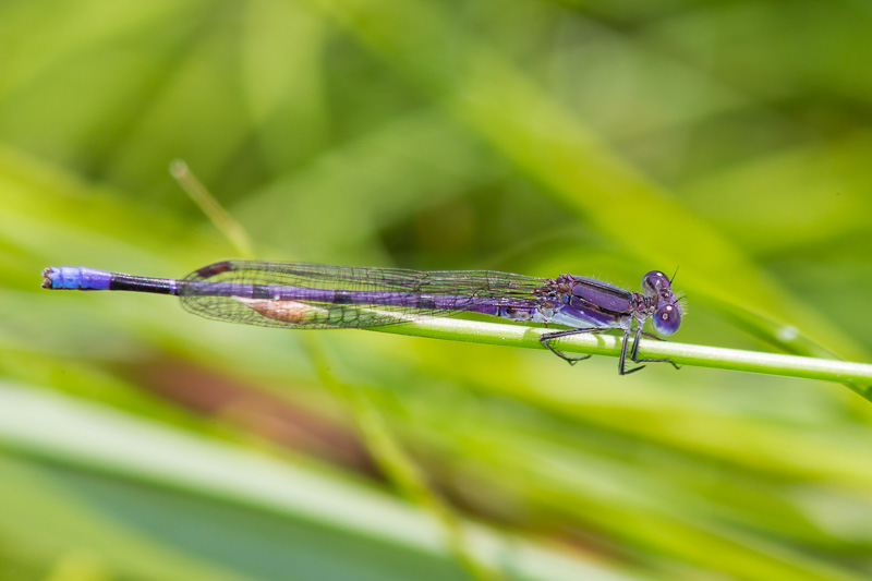 Variable Dancer Variable Dancer (Argia fumipennis)