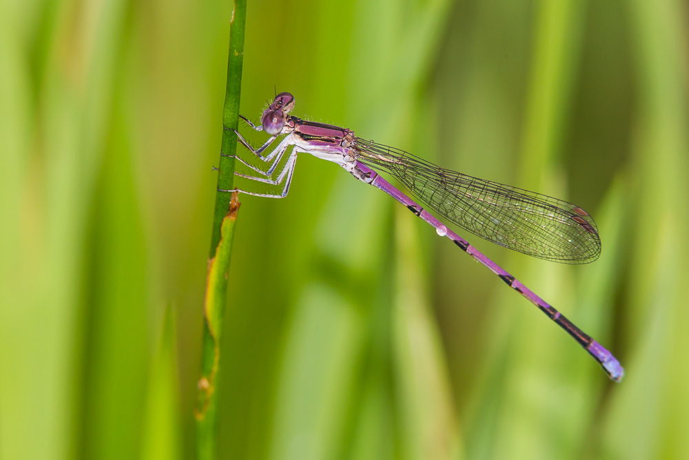 Variable Dancer Variable Dancer (Argia fumipennis)