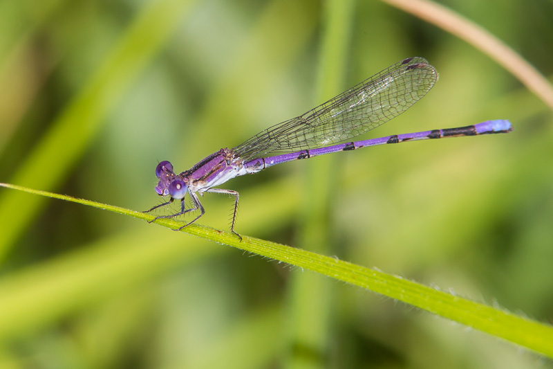 Variable Dancer Variable Dancer (Argia fumipennis)