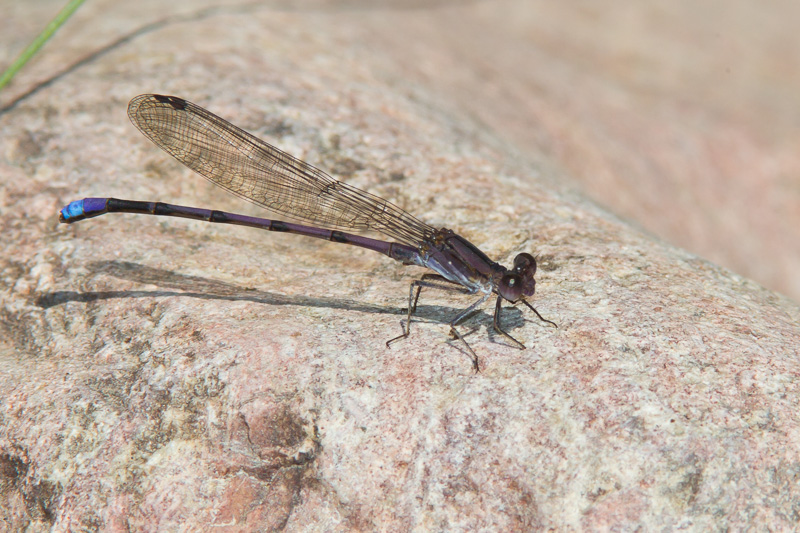 Variable Dancer Variable Dancer (Argia fumipennis)